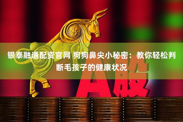 银泰融通配资官网 狗狗鼻尖小秘密：教你轻松判断毛孩子的健康状况
